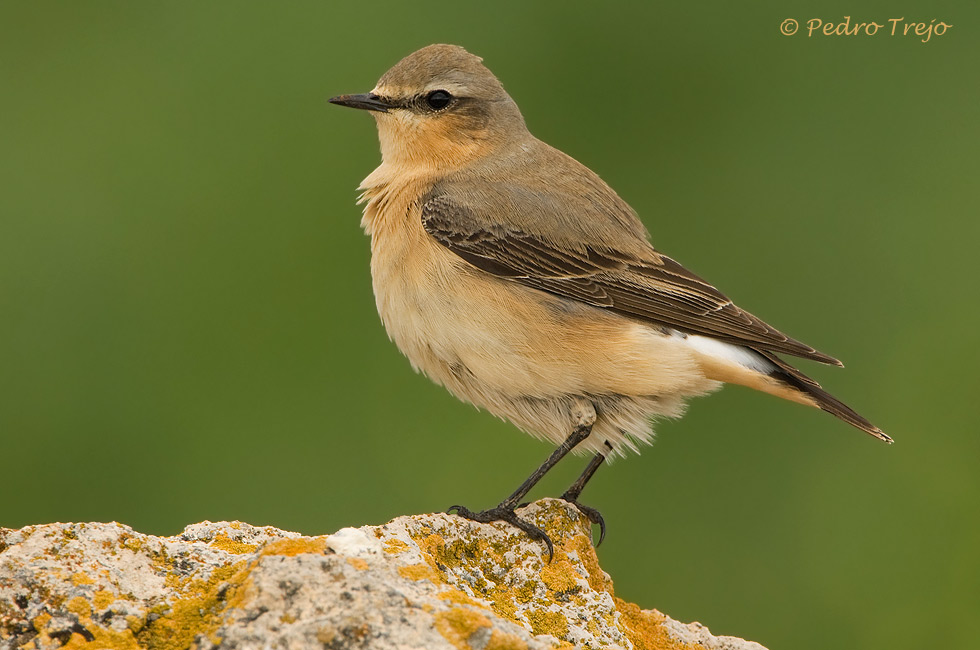 Collalba Gris (Oenanthe oenanthe)